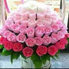 thu_haiduong