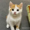 nadirmohamed_palestine