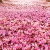 hasim.talukder7