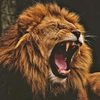 king313154
