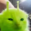 _koka_bean_