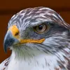 sturmfalke.des.we