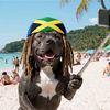 Rasta Doggy