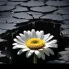 ging.th.dua053