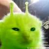 ditjcujmayj