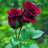 .tarek462