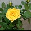 user9330702091655
