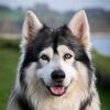 lillshedder