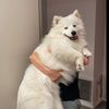 DailyDog