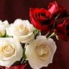 adhamkarem23