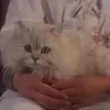 the_cat_from_hausu