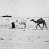 الأرشيف الوائلي