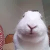 nescau.kareka