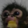 lildd_1