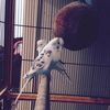 areej_aldahham