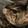 loona_the_8