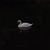 Swan 🦢