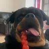 rottiemum6