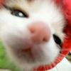 nona_cntpp