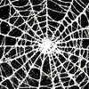 spidaweb_1