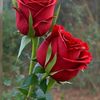 user8620029088439