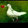 user94106923581273