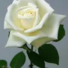 user551236607117