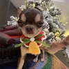 chihuahua_universe_eater
