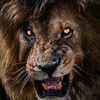 za.lion6