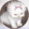 meow4ngelholic