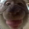 astupidmonkey1
