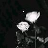 syerr_tanz