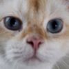 kyo_kyo_phew