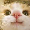 allyiskandar27