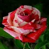 user8202147