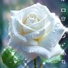 moina4573