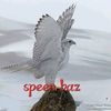 SPEEN BAZ