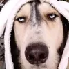 nhincailonnuocngo