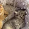 kittenworld60
