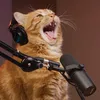 Catcast_Highlights