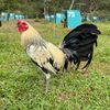 DT GAMEFARM