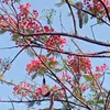 hanhphuc25012008