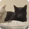 indymwah