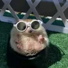 dabepchat