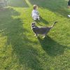 feline_five