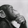 monkeyflip676