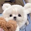 famil.animals260