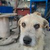 perro.bajo.la.llu