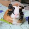guinea_piggi_de