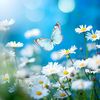 rana.ijaz024
